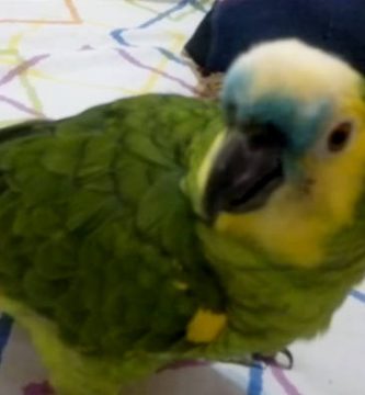 loro cantando susanita raton