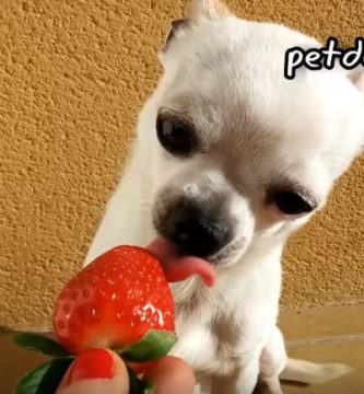 los perros pueden comer fresas