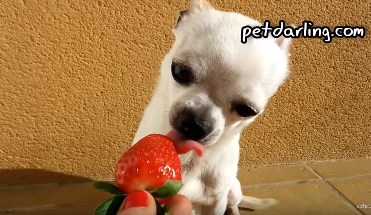los perros pueden comer fresas