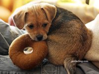 porque mi perra gruñe a sus cachorros