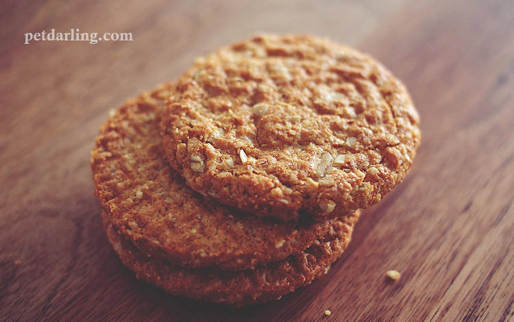 perros comer galletas para humanos