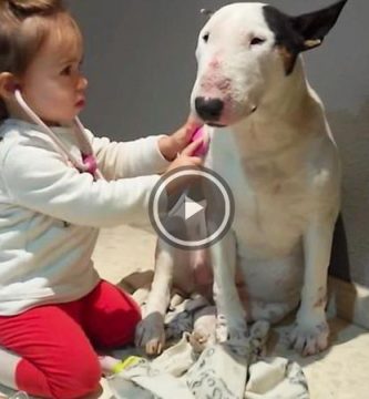 bullterrier revision veterinaria niña video