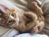 nombres de gatas