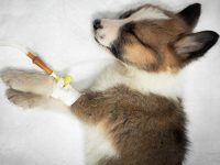 parvovirus en perros