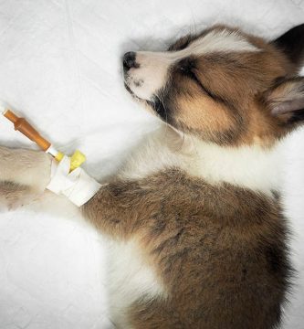 parvovirus en perros