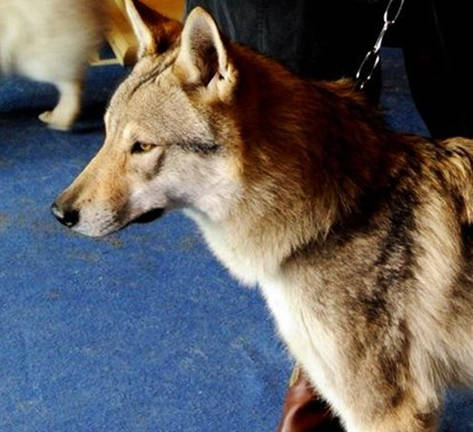 origen fotos caracter