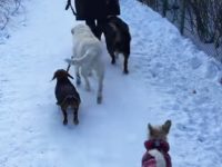 video perro pasea otro perro correa boca nieve