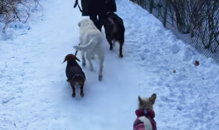 video perro pasea otro perro correa boca nieve