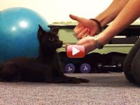 perro sordo lenguaje signos video