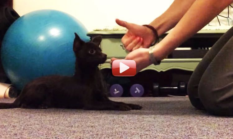 perro sordo lenguaje signos video