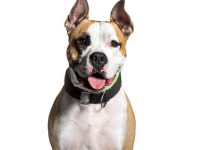 amstaff american staffordshire terrier