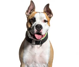 AMSTAFF American Staffordshire Terrier