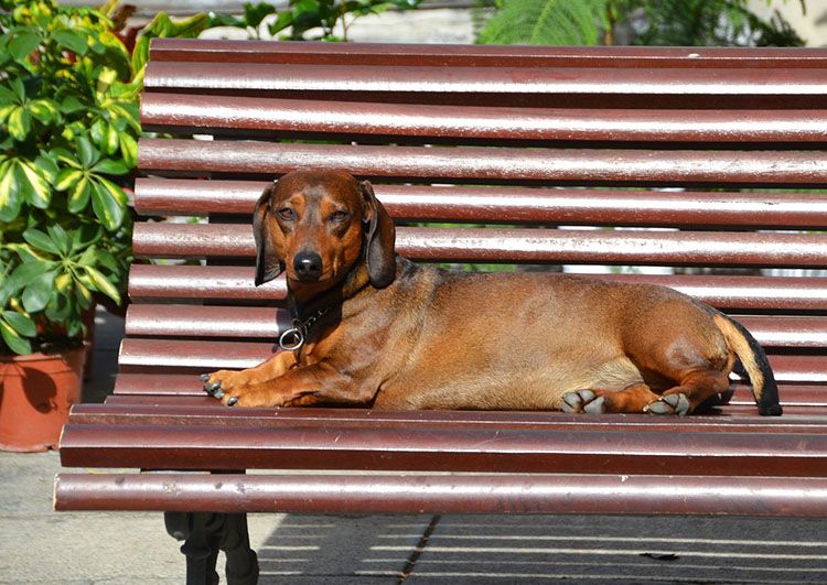 razas de perros de pelo corto
