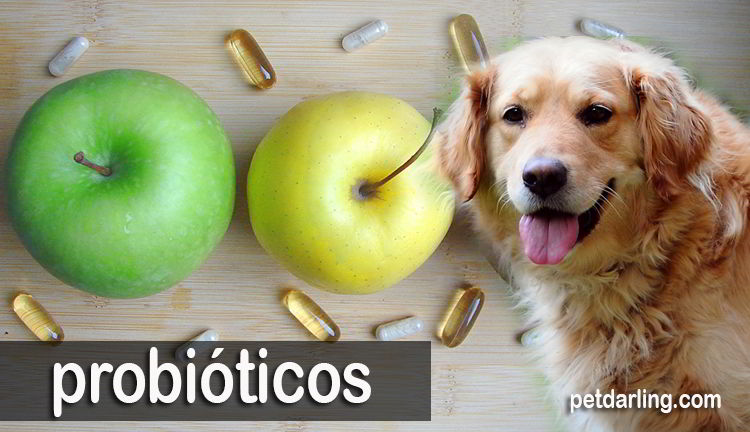 probioticos para diarrea perros