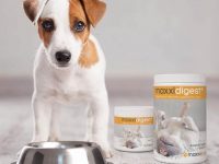 probióticos para perros