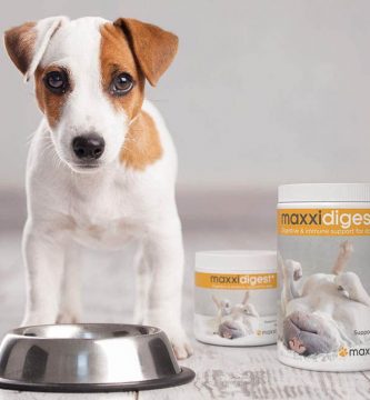 probióticos para perros