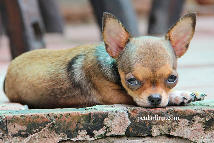 perros de pelo corto