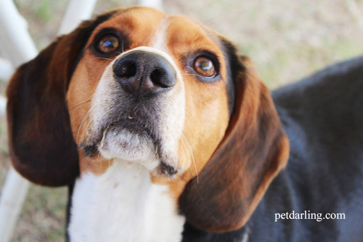 razas de perro pelo corto