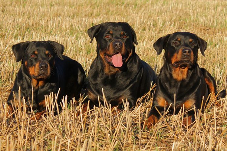 perros de pelo corto