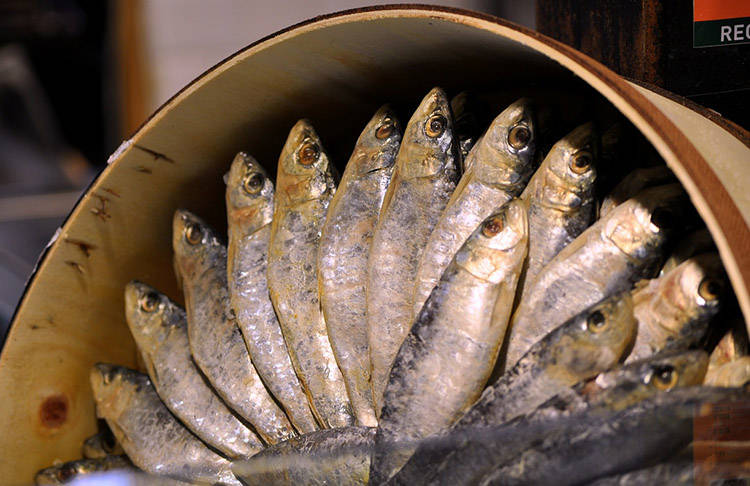 recetas para perros con sardinas