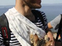 refugiado sirio gatito