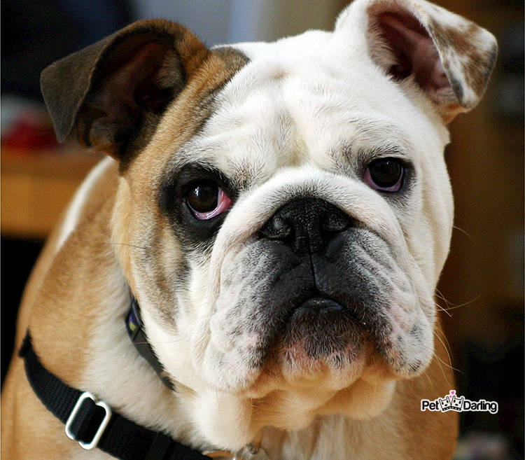 suplementos para perros con cancer