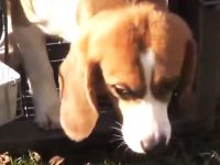 video animales libertad
