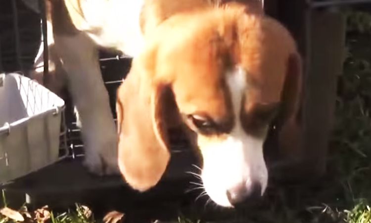video animales libertad