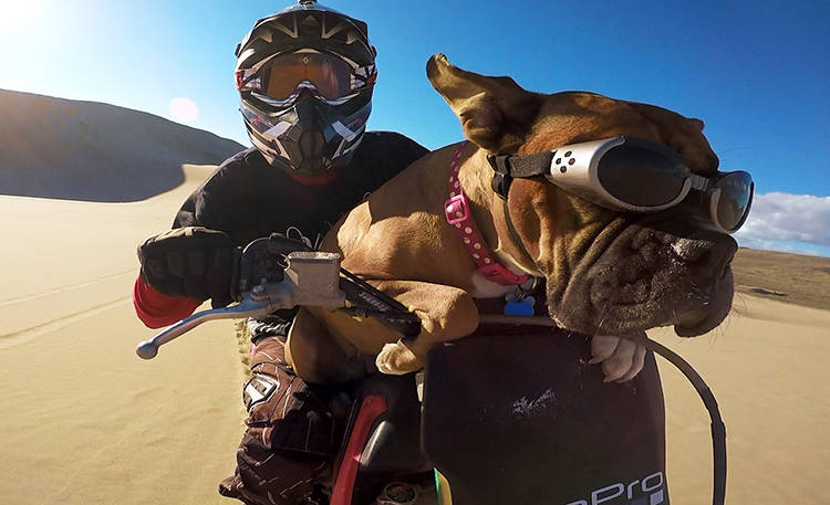 video perro boxer moto cross go pro video