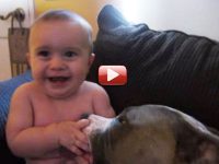 video pitbull bebé risas risa