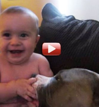 video pitbull bebé risas risa