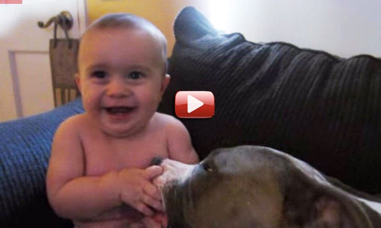 video pitbull bebé risas risa