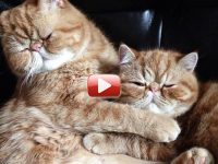 video gatitos hermanos se aman