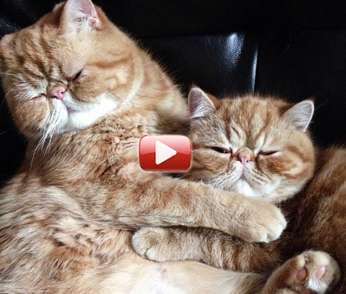 video gatitos hermanos se aman