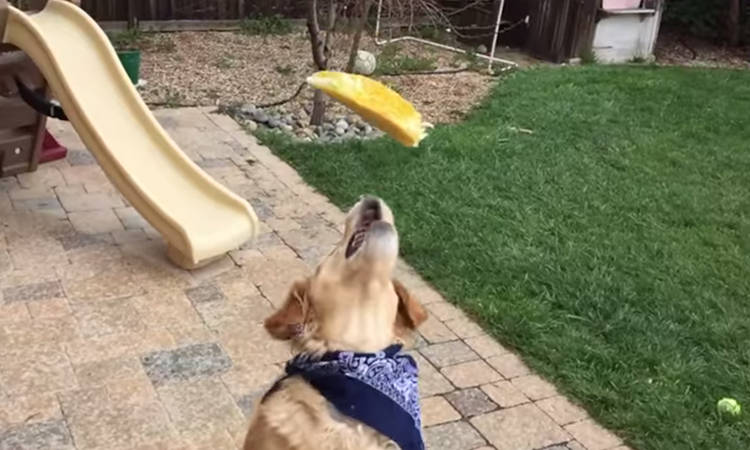 perro no coge comida que le lanzan a la boca video