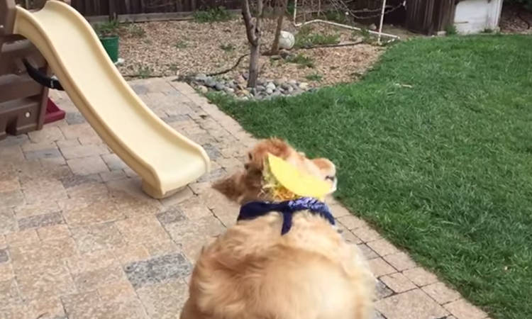 video perro no coge comida con la boca