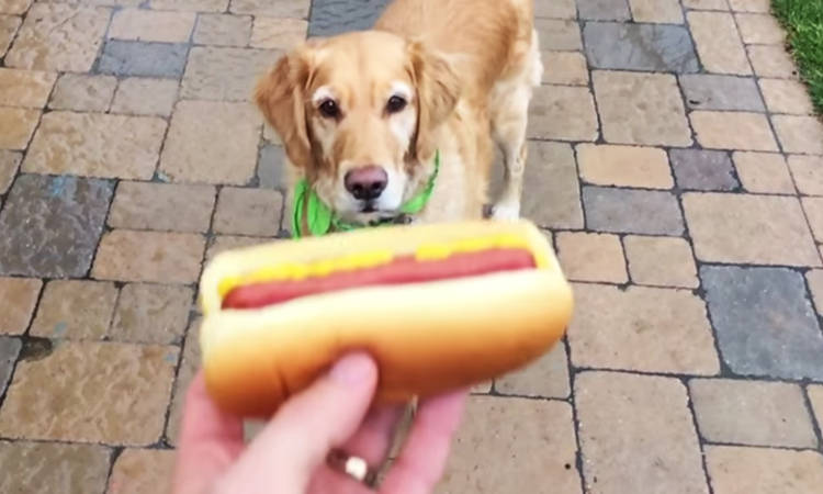 fritz perro aprende coger comida con boca