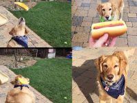fritz perro no coge comida a la boca video divertido