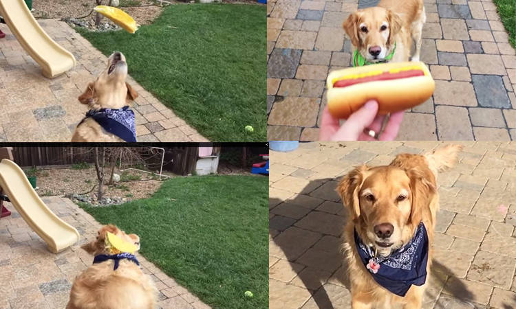 fritz perro no coge comida a la boca video divertido