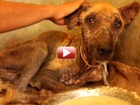 video perros con sarna rescatado tratamiiento