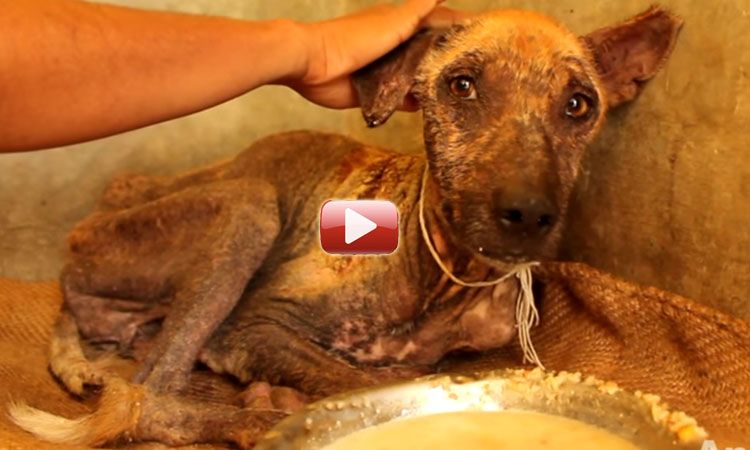 video perros con sarna rescatado tratamiiento