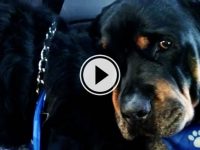 video perro rottweiler llora muerte de su hermano