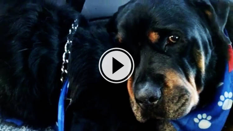 video perro rottweiler llora muerte de su hermano