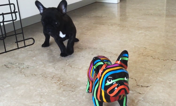Bulldog Francés parece confundido