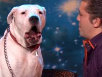 perro canta whitney houston