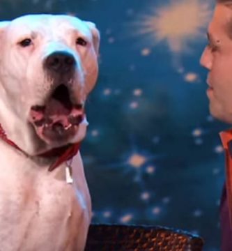 perro canta whitney houston
