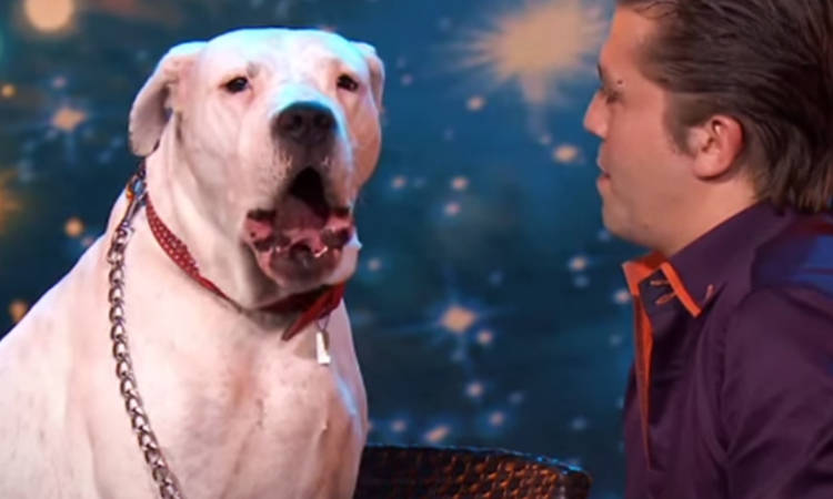 perro canta whitney houston