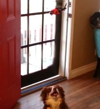 Perro derriba helicóptero