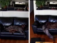 video perro dormido cae del sofa