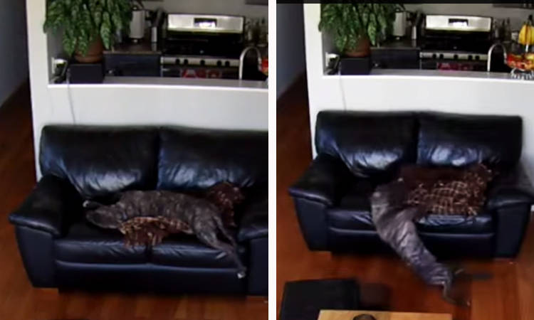 video perro dormido cae del sofa